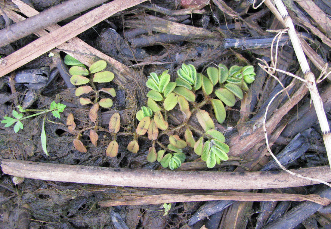 Image of Salvinia natans specimen.