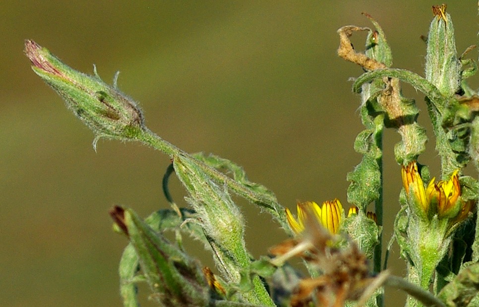 Image of Scorzonera circumflexa specimen.