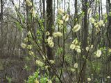 Salix phylicifolia. Ветви с соцветиями. Санкт-Петербург, Старый Петергоф, у платформы \"Университет\". 01.08.2008.