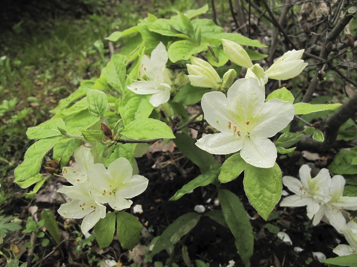 Изображение особи Rhododendron kaempferi f. album.
