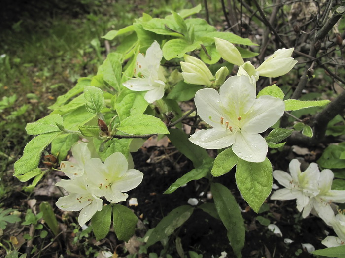 Image of Rhododendron kaempferi f. album specimen.