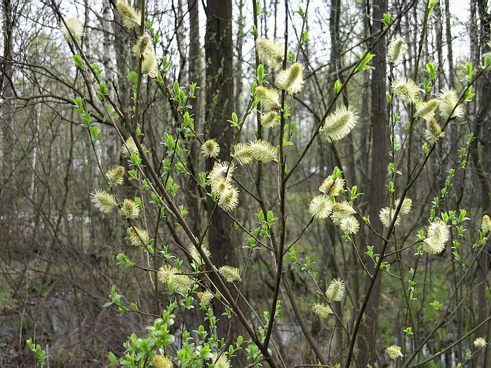 Image of Salix phylicifolia specimen.