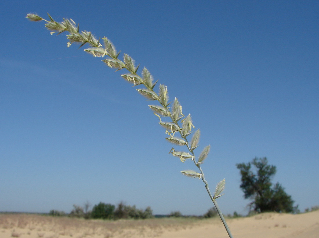 Изображение особи Agropyron dasyanthum.