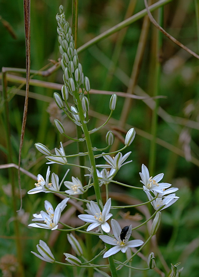 Изображение особи Ornithogalum ponticum.