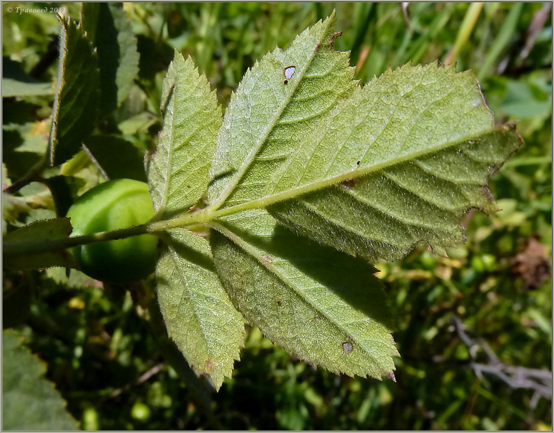 Image of genus Rosa specimen.