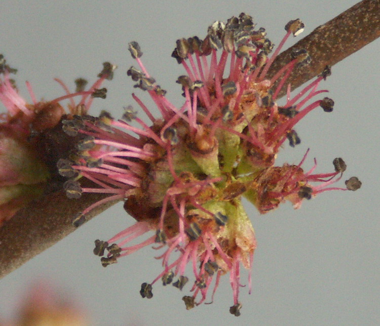 Изображение особи Ulmus glabra.