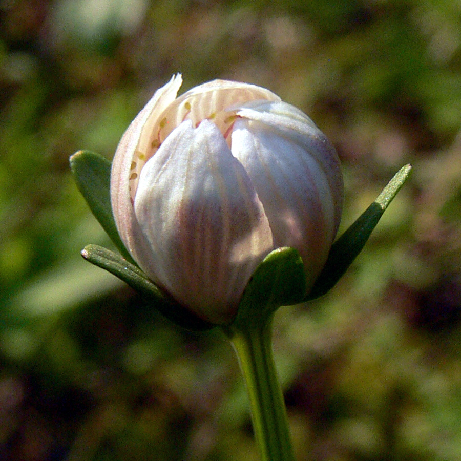 Image of Parnassia palustris specimen.