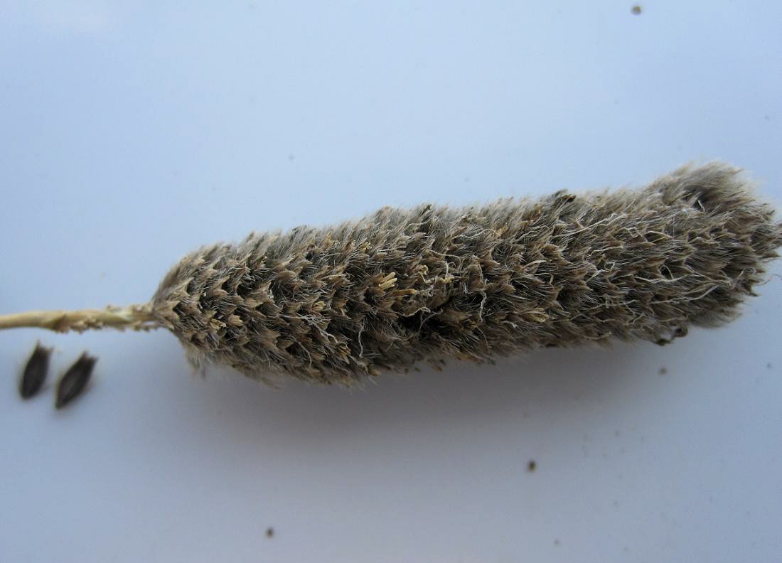 Image of Alopecurus arundinaceus specimen.