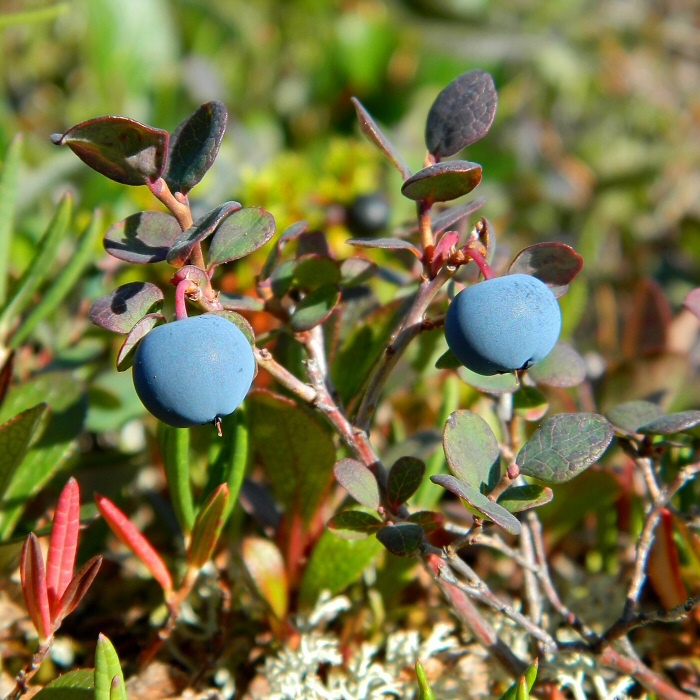 Image of Vaccinium uliginosum ssp. microphyllum specimen.