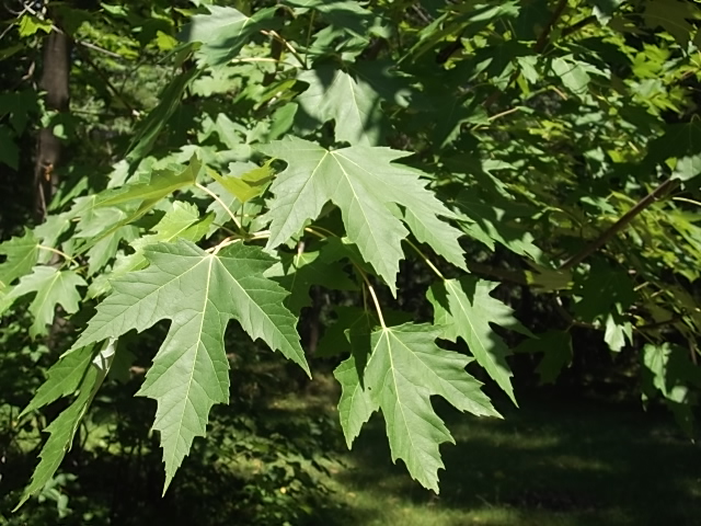 Image of Acer saccharinum specimen.