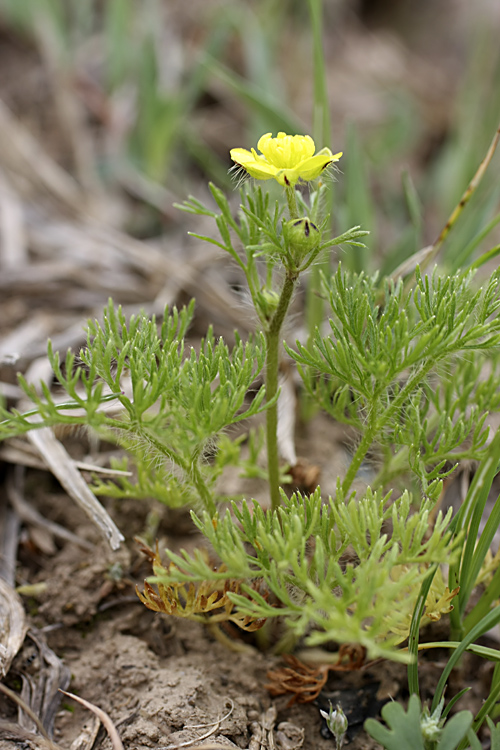 Image of Ranunculus tenuilobus specimen.