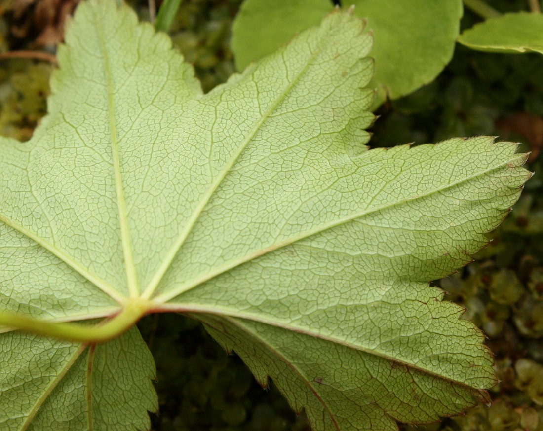 Изображение особи Alchemilla murbeckiana.