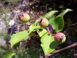 Malus подвид cerasifera