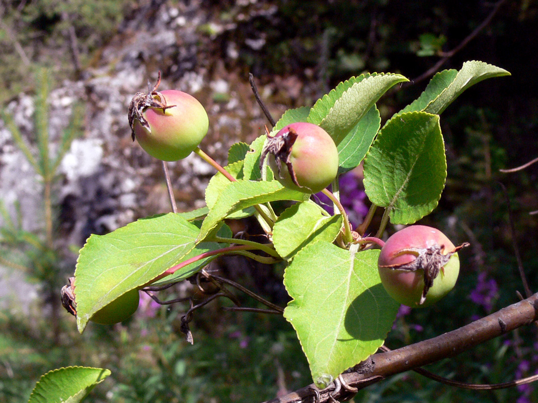Image of Malus domestica ssp. cerasifera specimen.