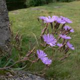 Lactuca tatarica