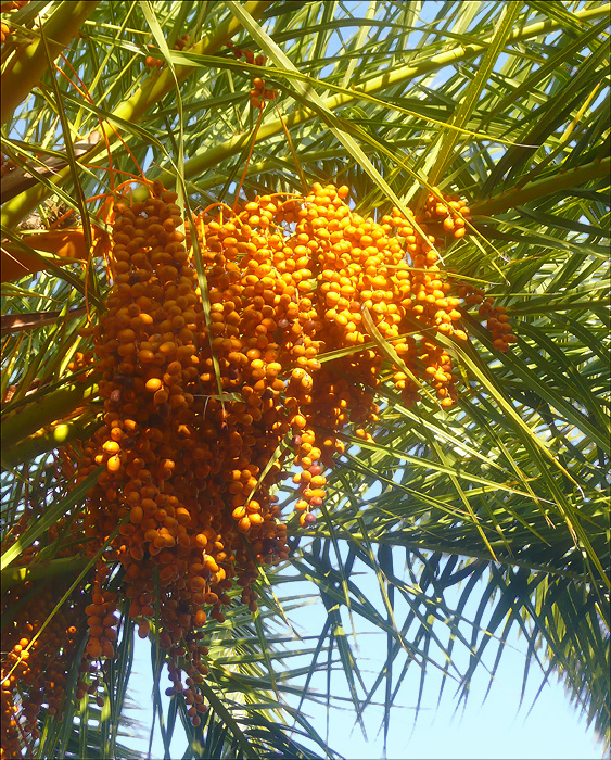 Image of Phoenix canariensis specimen.