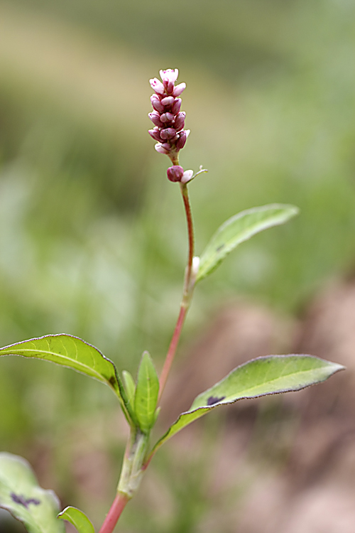 Image of Persicaria &times; lenticularis specimen.