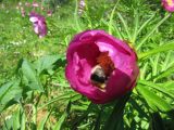 Paeonia anomala