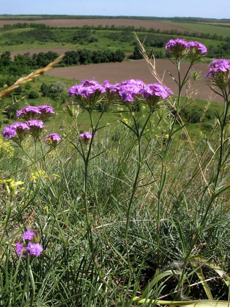 Image of Dianthus pseudarmeria specimen.