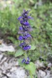 Ajuga genevensis