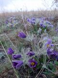 Pulsatilla turczaninovii