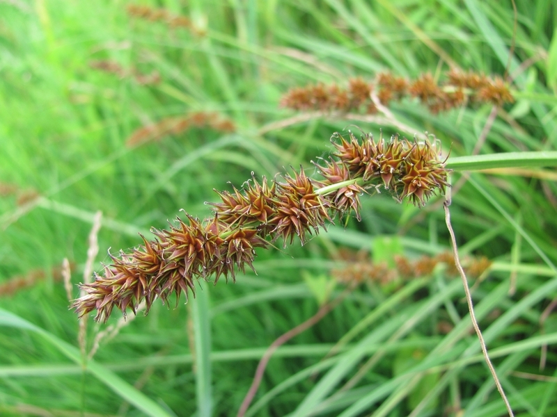 Изображение особи Carex vulpina.