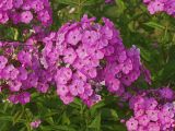Phlox paniculata. Соцветие. Московская обл., дачный участок. 19.08.2001.
