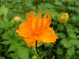 Trollius macropetalus