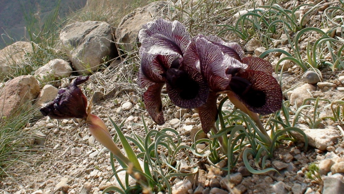 Изображение особи Iris lycotis.