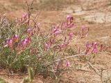 Astragalus brachylobus. Цветущее растение на обочине полевой дороги в песчаной полупустыне. Калмыкия, Черноземельский р-н, окр. пос. Лагань. 28.04.2012.