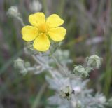 Potentilla impolita. Цветок и бутоны. Украина, Николаевская обл., Кинбурнская коса. 20 мая 2012 г.