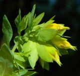 Cerinthe minor. Соцветие. Украина, Донецкая обл., Артёмовский р-н, окр. с. Дроновка. 20.05.2012.