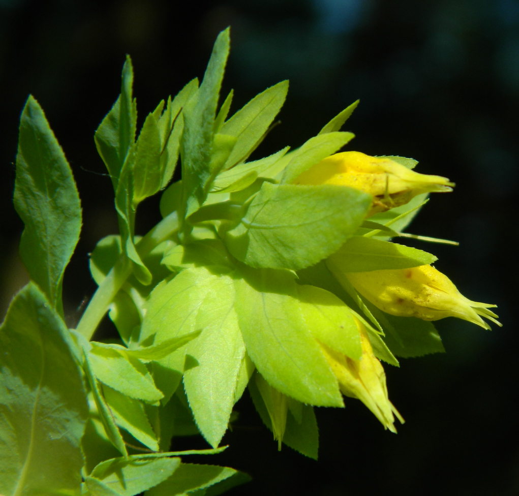 Image of Cerinthe minor specimen.