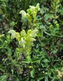 Scutellaria stepposa