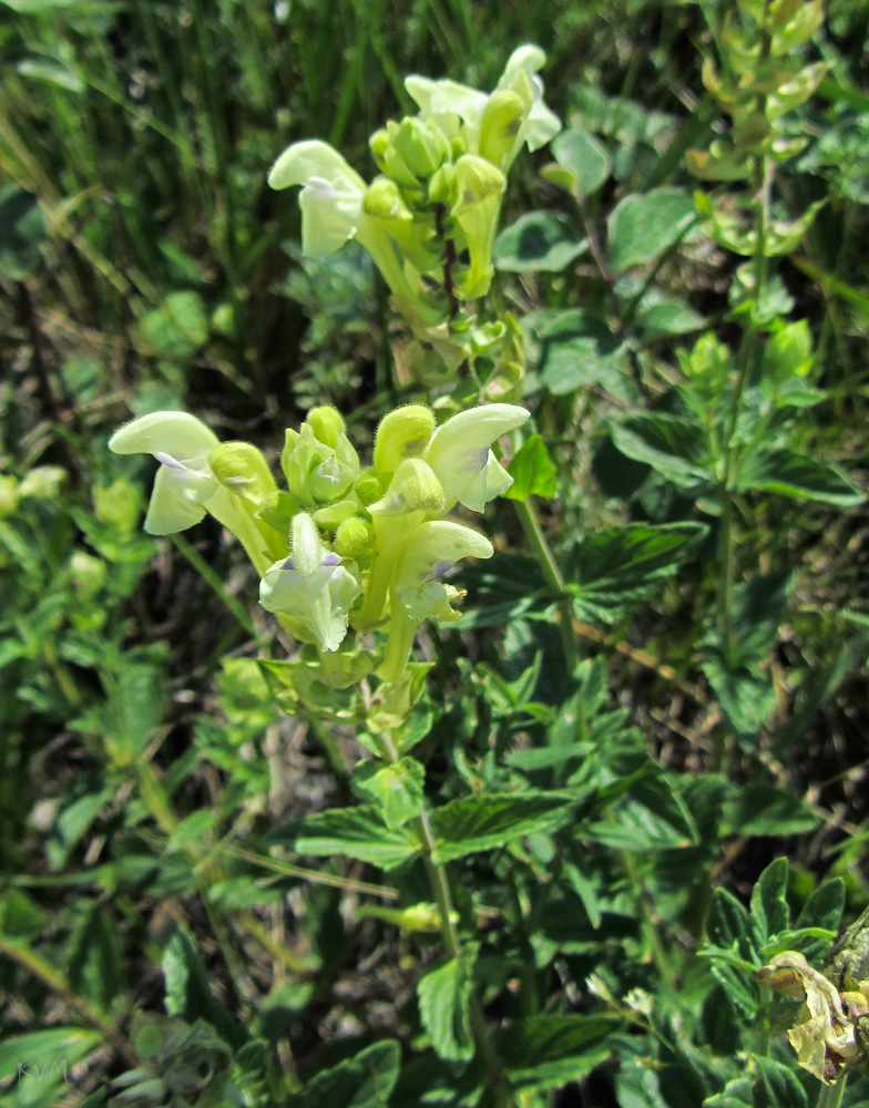 Image of Scutellaria stepposa specimen.