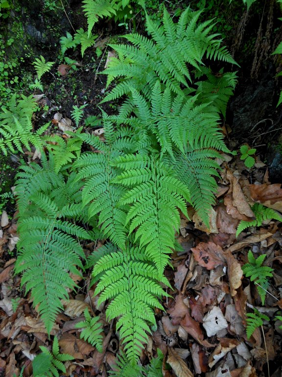 Изображение особи Athyrium yokoscense.