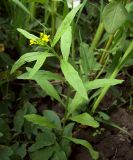 Erysimum cheiranthoides