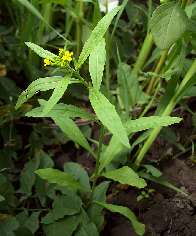 Изображение особи Erysimum cheiranthoides.