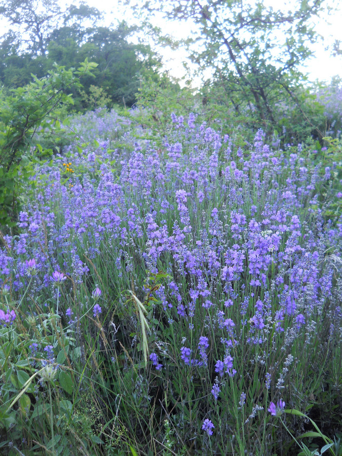 Image of Lavandula angustifolia specimen.