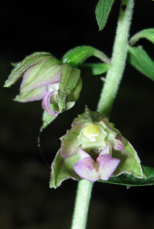 Image of Epipactis helleborine specimen.