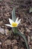 Tulipa bifloriformis. Цветущее растение. Южный Казахстан, вершина 797.3 0.5 км западнее шоссе Корниловка-Пестели. 31.03.2012.