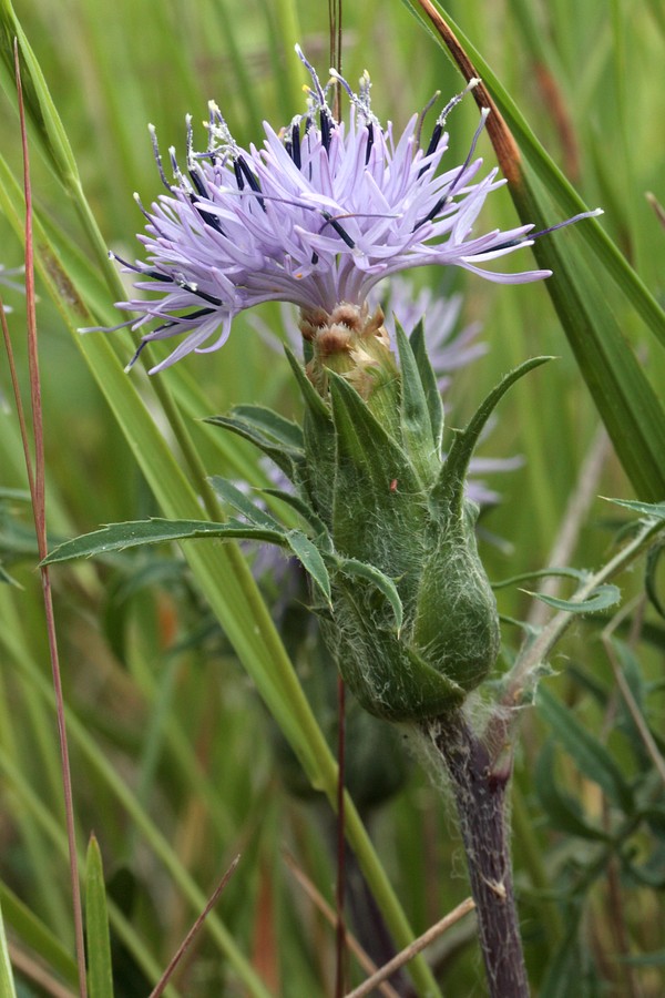 Image of Carduncellus monspelliensium specimen.