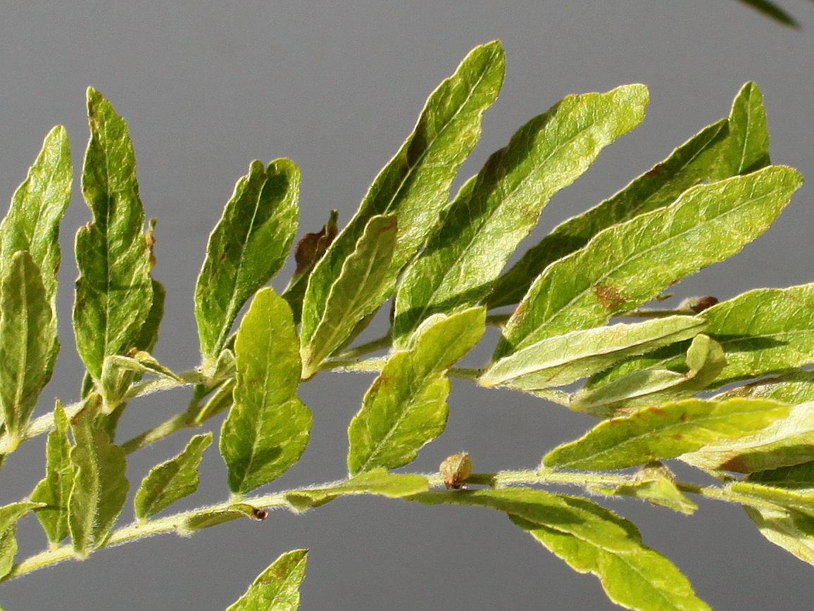 Изображение особи Gleditsia triacanthos.