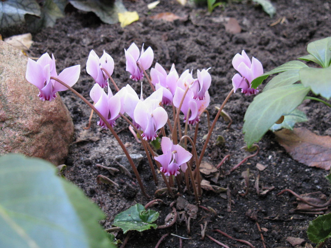 Image of Cyclamen hederifolium specimen.