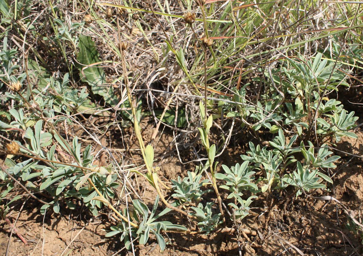 Image of Linum czernjajevii specimen.