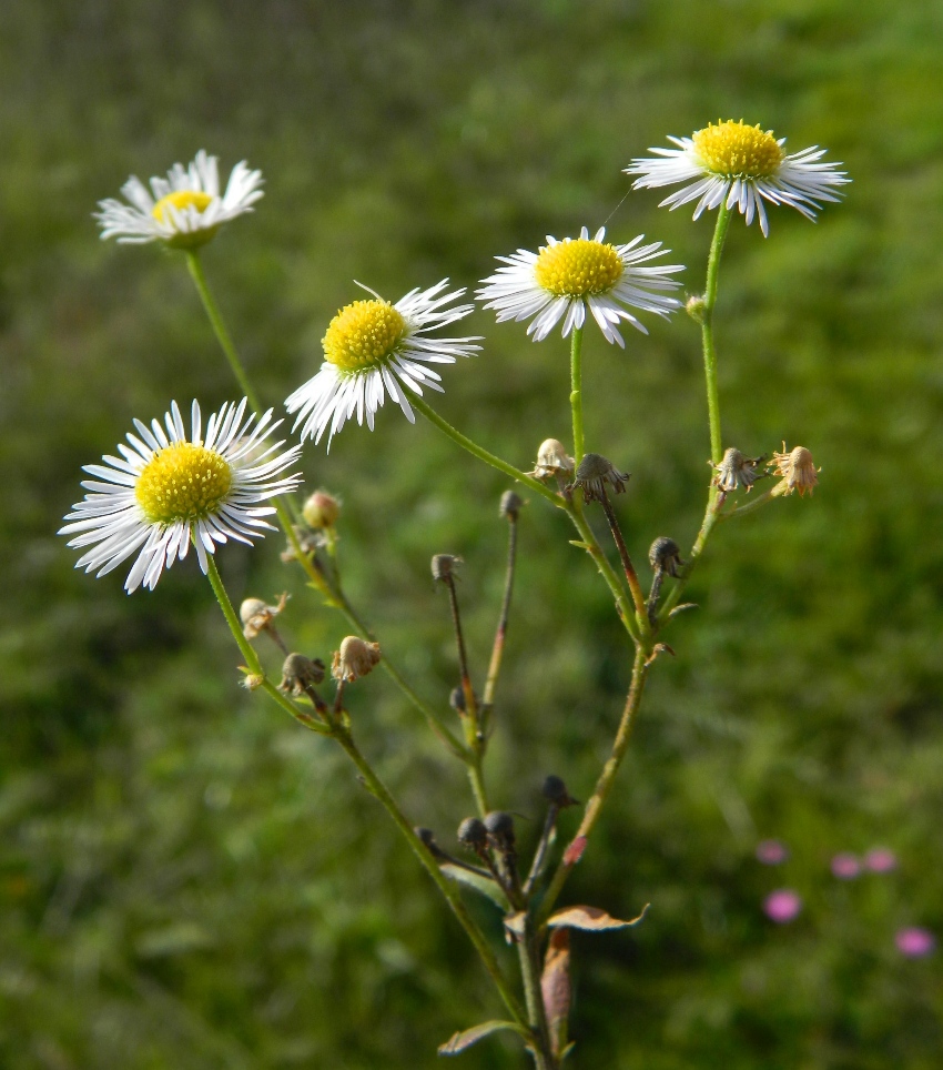 Image of Erigeron strigosus specimen.