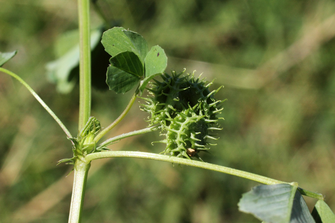 Image of Medicago denticulata specimen.