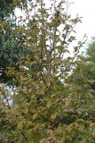 Stewartia pseudocamellia. Верхняя часть кроны молодого дерева. Нидерланды, г. Venlo, \"Floriada 2012\". 11.09.2012.
