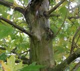 Platanus orientalis. Часть ствола в средней части кроны молодого дерева (var. cuneata J.C. Loudon = Platanus cuneata Willd.). Нидерланды, г. Venlo, \"Floriada 2012\". 11.09.2012.