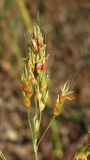 Sorghum halepense